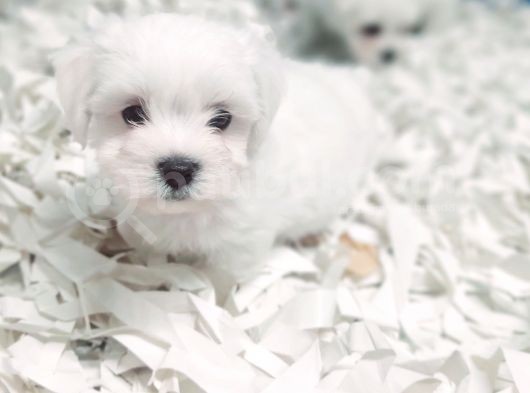 0 numara bem beyaz maltese terrier yavrularımız