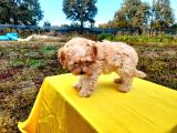 ust kalide maltipoo yavrularımız