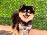 Orjinal Ayı Surat Pomerian Boo Erkek 