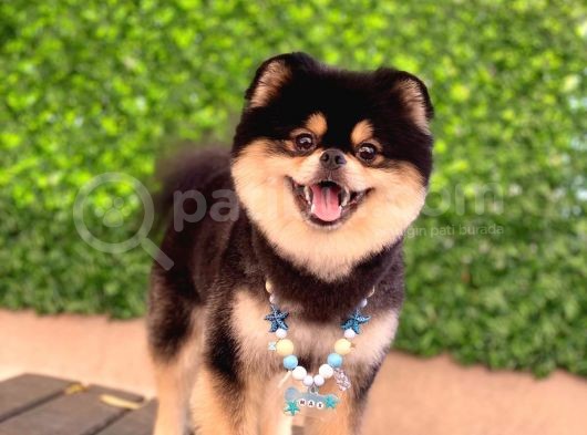 Orjinal Ayı Surat Pomerian Boo Erkek  görsel