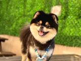 Orjinal Ayı Surat Pomerian Boo Erkek 
