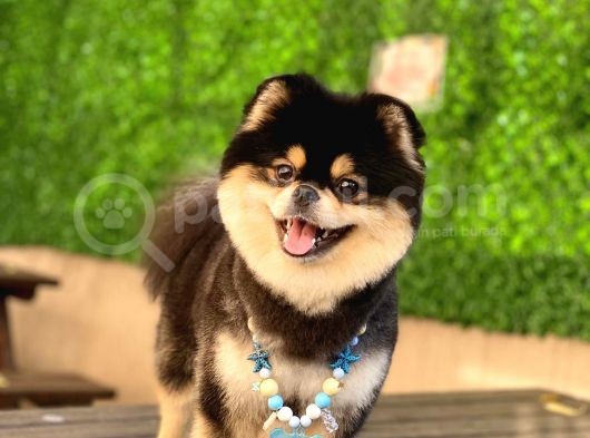Orjinal Ayı Surat Pomerian Boo Erkek  görsel