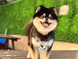 Orjinal ayı surat pomerian boo erkek 