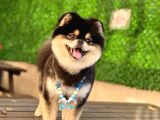 Orjinal Ayı Surat Pomerian Boo Erkek 