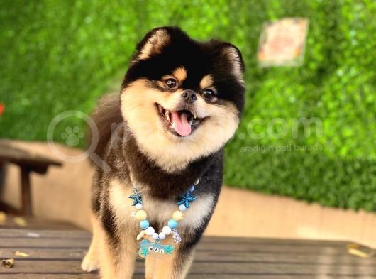 Orjinal Ayı Surat Pomerian Boo Erkek  görsel