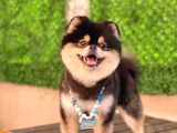 Orjinal Ayı Surat Pomerian Boo Erkek 
