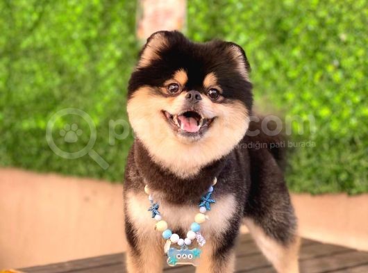 Orjinal Ayı Surat Pomerian Boo Erkek  görsel