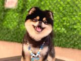 Orjinal Ayı Surat Pomerian Boo Erkek 