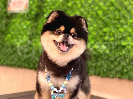 Orjinal Ayı Surat Pomerian Boo Erkek  görsel