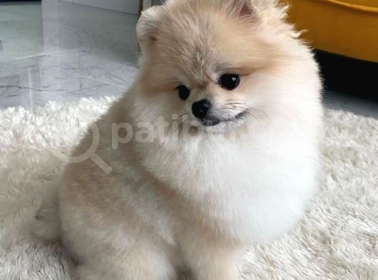 Pomerri̇an Boo Ayi Suratli 