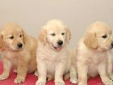 Mükemmel Golden Retri̇ever Bebekler