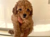 Büyümeyen Boy Toy Poodle Yavrum Pet Eğitimli Ve Sağlık Garan
