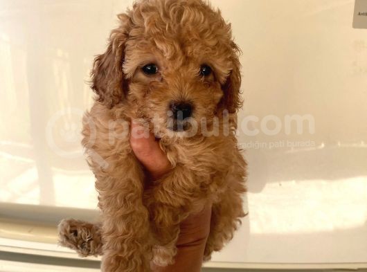 Büyümeyen Boy Toy Poodle Yavrum Pet Eğitimli Ve Sağlık Garan görsel