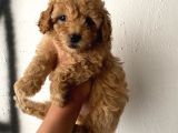 Toy Poodle Bebeğim
