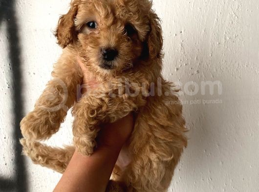 Toy Poodle Bebeğim görsel