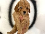 Toy Poodle Bebeğim