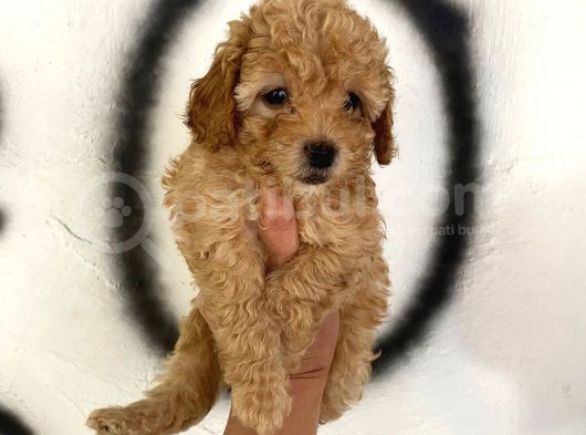 Toy Poodle Bebeğim görsel