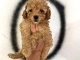 Toy Poodle Bebeğim