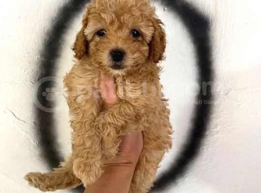 Toy Poodle Bebeğim