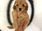 Toy Poodle Bebeğim