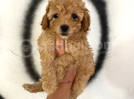 Toy Poodle Bebeğim görsel