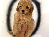 Toy Poodle Bebeğim