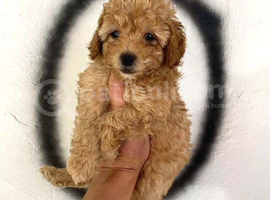 Toy Poodle Bebeğim görsel