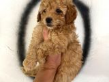 Toy Poodle Bebeğim