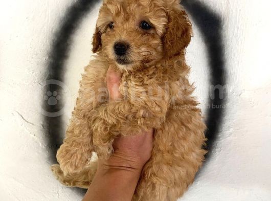 Toy Poodle Bebeğim görsel
