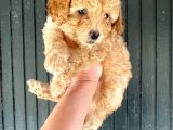 Aşılı Karneli Toy Poodle Kızım Ailesini Arıyor