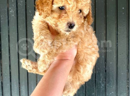 Aşılı Karneli Toy Poodle Kızım Ailesini Arıyor görsel