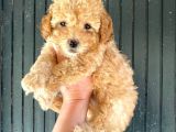 Aşılı karneli toy poodle kızım ailesini arıyor