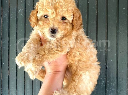 Aşılı Karneli Toy Poodle Kızım Ailesini Arıyor