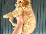 Aşılı Karneli Toy Poodle Kızım Ailesini Arıyor