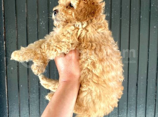 Aşılı Karneli Toy Poodle Kızım Ailesini Arıyor görsel