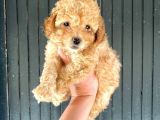 Aşılı Karneli Toy Poodle Kızım Ailesini Arıyor