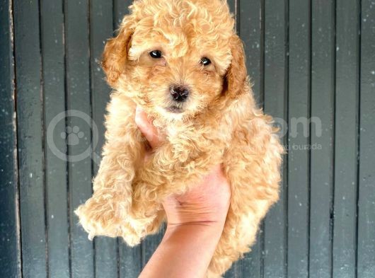 Aşılı Karneli Toy Poodle Kızım Ailesini Arıyor görsel