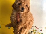 Büyümeyen Boy Toy Poodle Yavrum Pet Eğitimli Ve Sağlık Garan