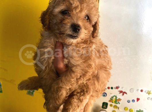 Büyümeyen Boy Toy Poodle Yavrum Pet Eğitimli Ve Sağlık Garan görsel