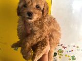 Büyümeyen boy toy poodle yavrum Pet eğitimli ve sağlık garan