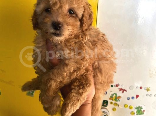 Büyümeyen Boy Toy Poodle Yavrum Pet Eğitimli Ve Sağlık Garan görsel
