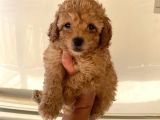 Büyümeyen Boy Toy Poodle Yavrum Pet Eğitimli Ve Sağlık Garan