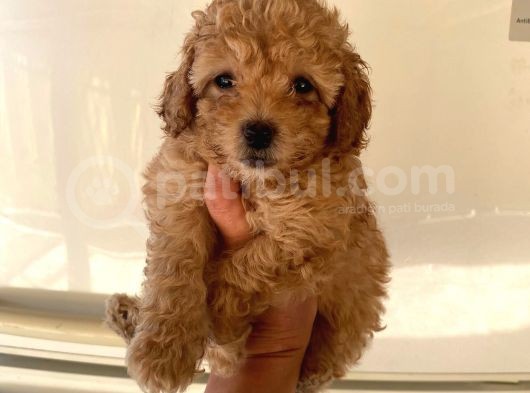 Büyümeyen Boy Toy Poodle Yavrum Pet Eğitimli Ve Sağlık Garan görsel