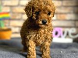 En Sevimli Mini Boy Dişi Toy Poodle Yavru