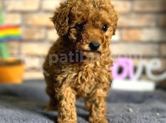 En Sevimli Mini Boy Dişi Toy Poodle Yavru görsel
