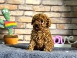En Sevimli Mini Boy Dişi Toy Poodle Yavru