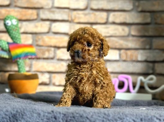 En Sevimli Mini Boy Dişi Toy Poodle Yavru görsel