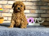 En Sevimli Mini Boy Dişi Toy Poodle Yavru
