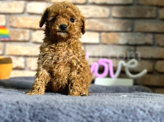 En Sevimli Mini Boy Dişi Toy Poodle Yavru görsel