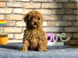 en sevimli mini boy dişi Toy Poodle yavru